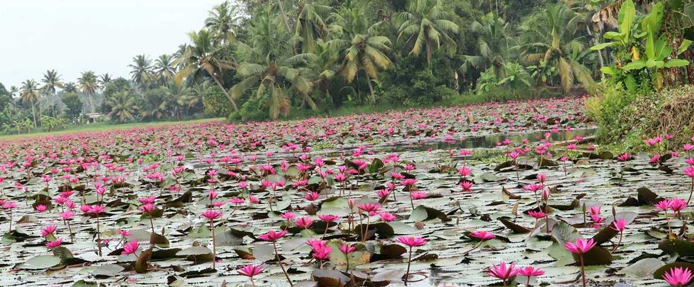 11 Unique places to visit in Kerala