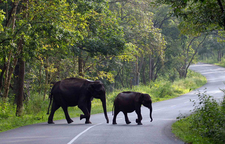 Wayanad Elephants