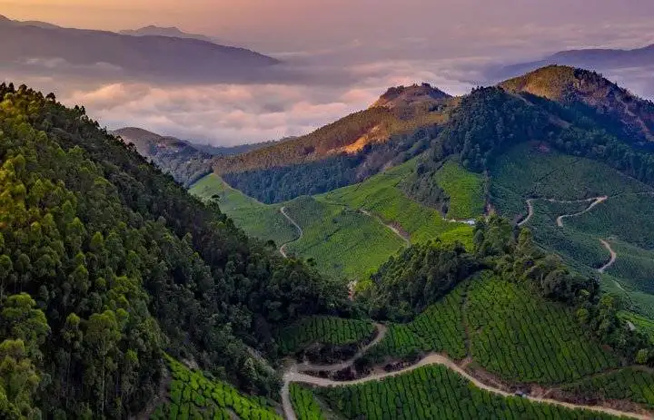 munnar valley