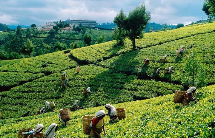 munnar tea plantation2