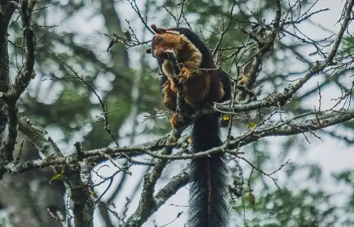 thekkady wild life