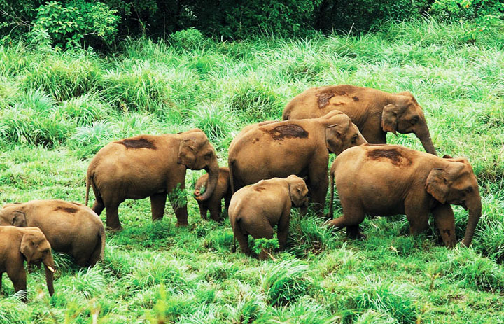 Thekkady Elephants