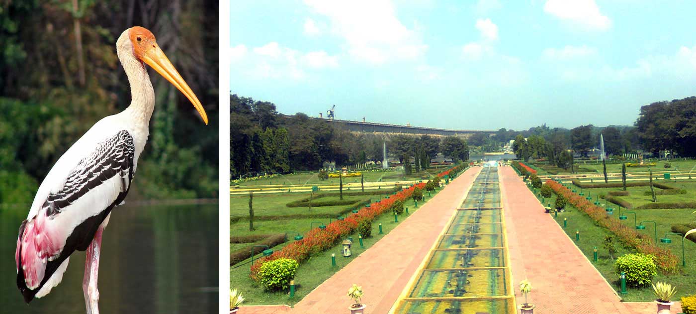 Mysore