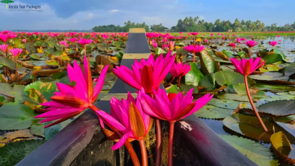 Malarikkal Water Lily Fest in Kottayam