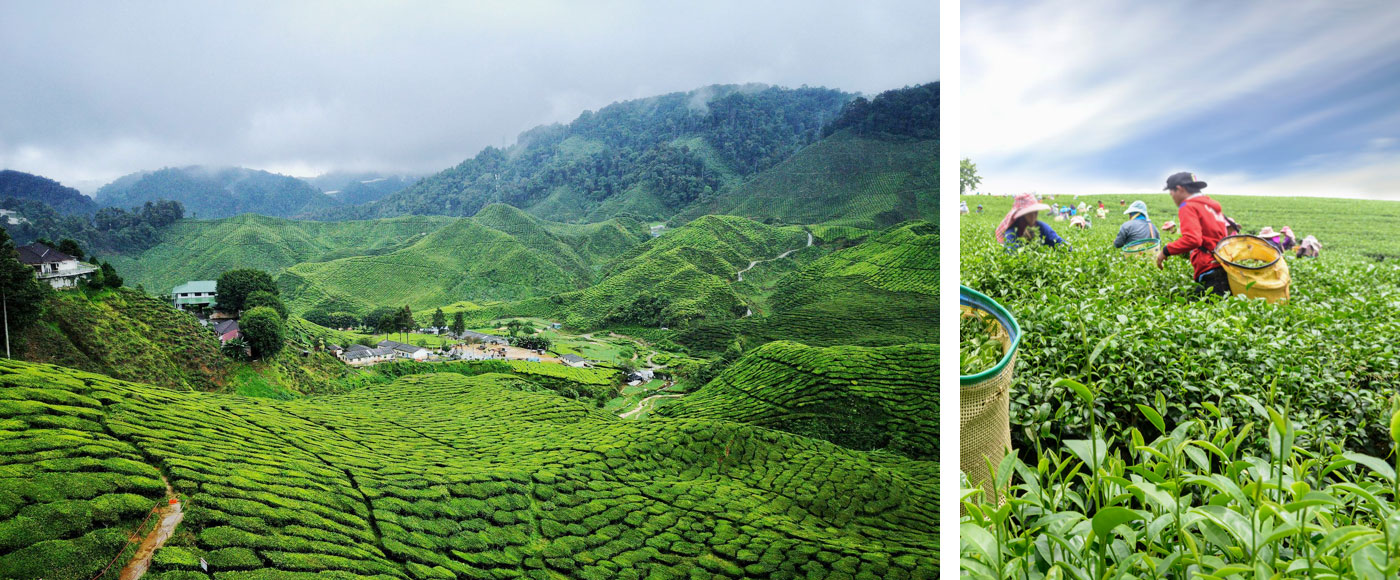 Munnar