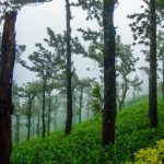 Kerala Tour Packages by Season: Where to Go, What to Experience & Best Itineraries Throughout the Year