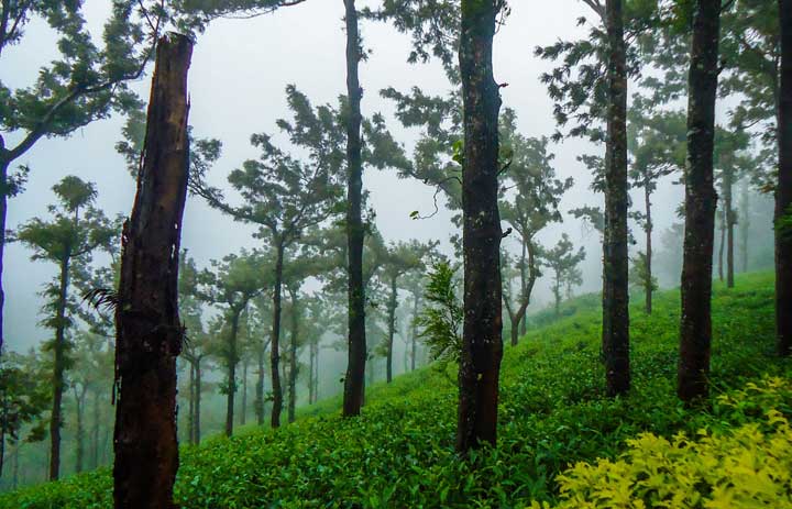 Kerala Tour Packages by Season: Where to Go, What to Experience & Best Itineraries Throughout the Year