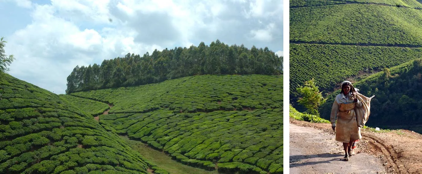 munnar