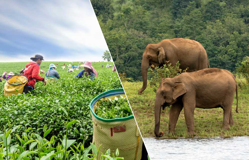Kochi, Munnar and Thekkady Tour